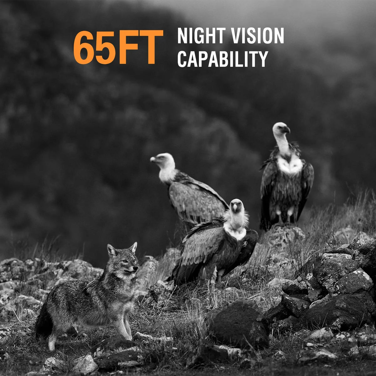 50MP 4K Solar Trail Camera for Wildlife Monitoring